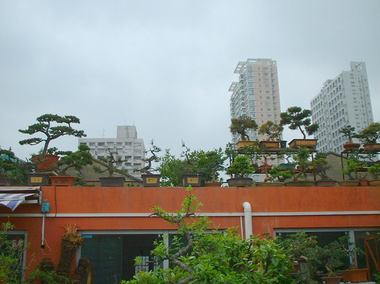 Shanghai Roof Gardens